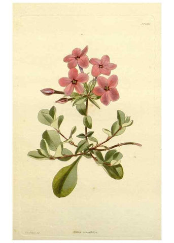 Reproducción/Reproduction 48783501067: The botanical cabinet. London :John & Arthur Arch ...,1817-1833.. 