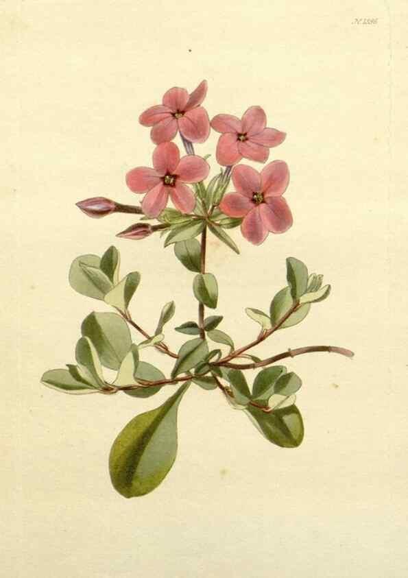 Reproducción/Reproduction 48783501067: The botanical cabinet. London :John & Arthur Arch ...,1817-1833.. 
