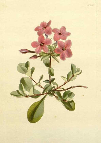 Reproducción/Reproduction 48783501067: The botanical cabinet. London :John & Arthur Arch ...,1817-1833.. 