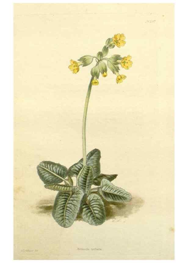Reproducción/Reproduction 48783335386: The botanical cabinet. London :John & Arthur Arch ...,1817-1833.. 