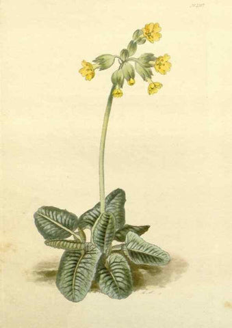 Reproducción/Reproduction 48783335386: The botanical cabinet. London :John & Arthur Arch ...,1817-1833.. 