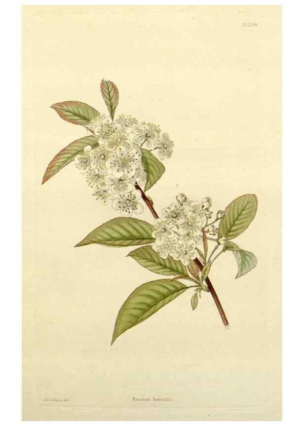 Reproducción/Reproduction 48783336096: The botanical cabinet. London :John & Arthur Arch ...,1817-1833.. 