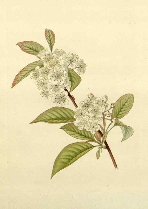Reproducción/Reproduction 48783336096: The botanical cabinet. London :John & Arthur Arch ...,1817-1833.. 