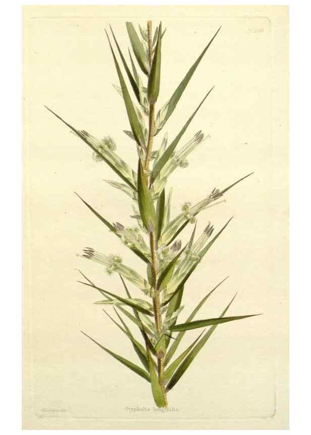 Reproducción/Reproduction 48783325501: The botanical cabinet. London :John & Arthur Arch ...,1817-1833.. 