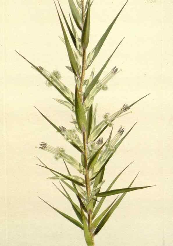 Reproducción/Reproduction 48783325501: The botanical cabinet. London :John & Arthur Arch ...,1817-1833.. 