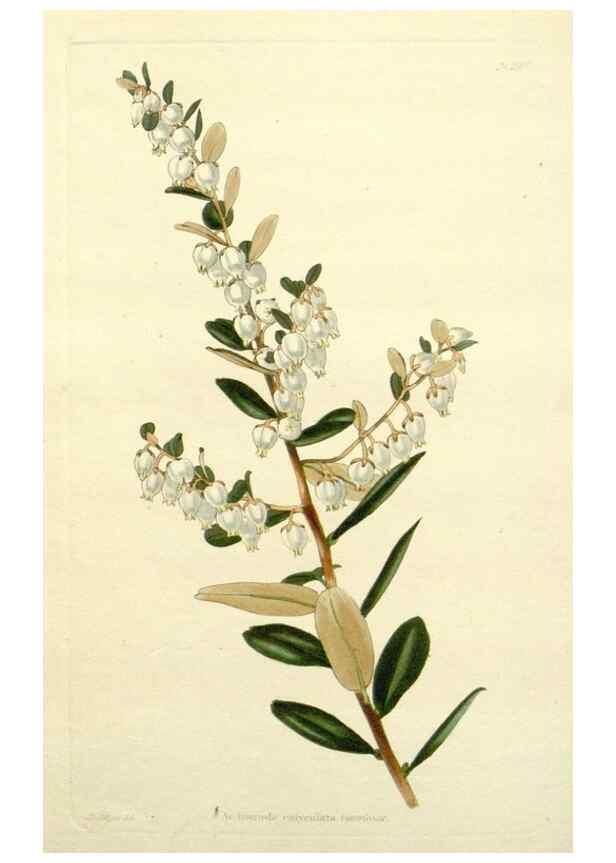 Reproducción/Reproduction 48783324966: The botanical cabinet. London :John & Arthur Arch ...,1817-1833.. 