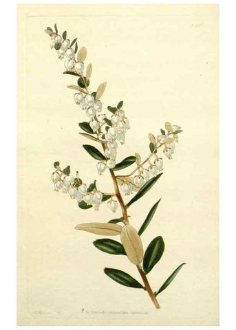 Reproducción/Reproduction 48783324966: The botanical cabinet. London :John & Arthur Arch ...,1817-1833.. 