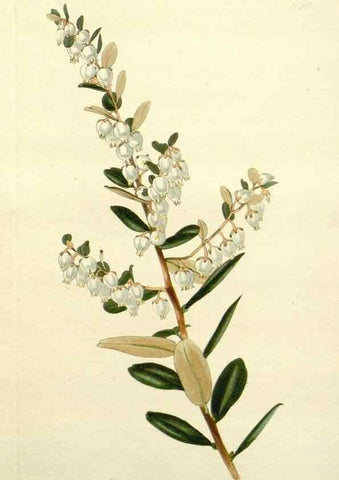 Reproducción/Reproduction 48783324966: The botanical cabinet. London :John & Arthur Arch ...,1817-1833.. 