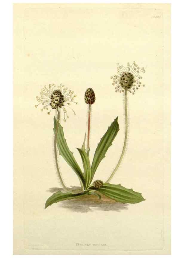 Reproducción/Reproduction 48783490527: The botanical cabinet. London :John & Arthur Arch ...,1817-1833.. 