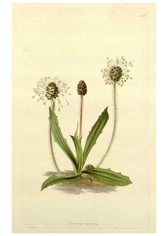 Reproducción/Reproduction 48783490527: The botanical cabinet. London :John & Arthur Arch ...,1817-1833.. 