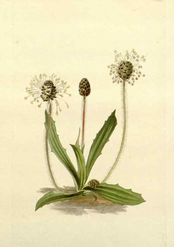 Reproducción/Reproduction 48783490527: The botanical cabinet. London :John & Arthur Arch ...,1817-1833.. 