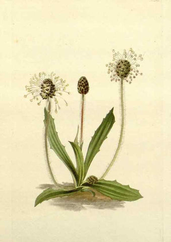 Reproducción/Reproduction 48783490527: The botanical cabinet. London :John & Arthur Arch ...,1817-1833.. 