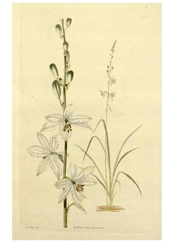 Reproducción/Reproduction 48783323416: The botanical cabinet. London :John & Arthur Arch ...,1817-1833.. 
