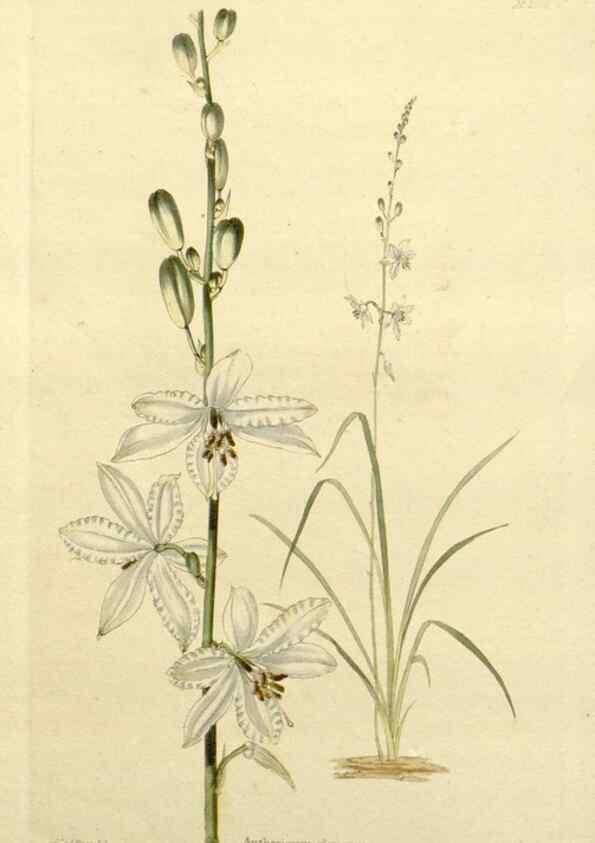 Reproducción/Reproduction 48783323416: The botanical cabinet. London :John & Arthur Arch ...,1817-1833.. 
