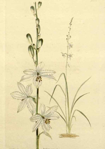Reproducción/Reproduction 48783323416: The botanical cabinet. London :John & Arthur Arch ...,1817-1833.. 