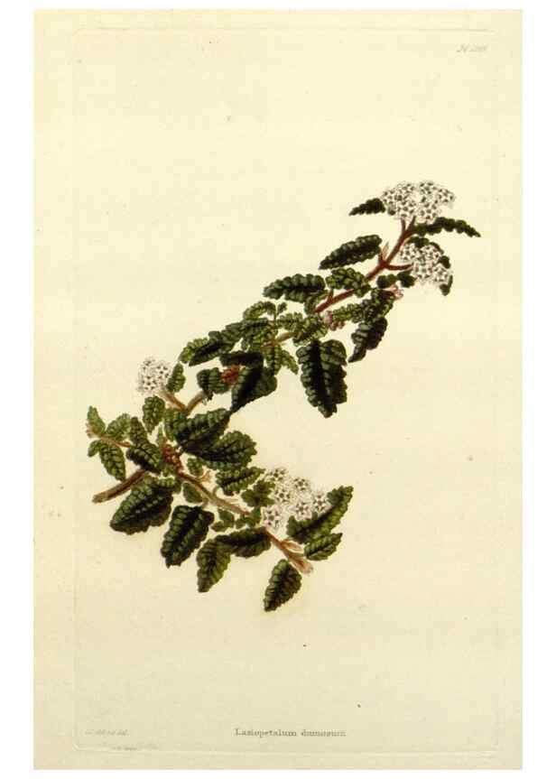 Reproducción/Reproduction 48782948788: The botanical cabinet. London :John & Arthur Arch ...,1817-1833.. 