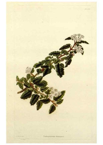 Reproducción/Reproduction 48782948788: The botanical cabinet. London :John & Arthur Arch ...,1817-1833.. 