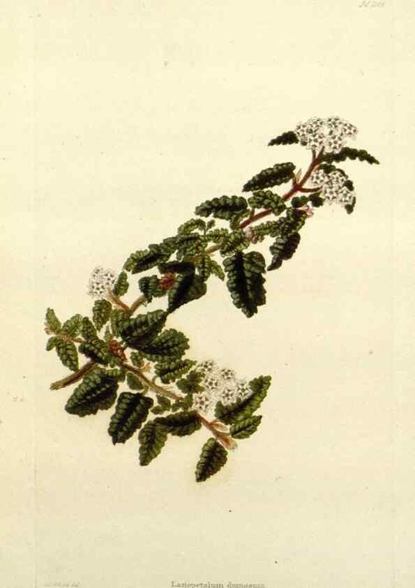 Reproducción/Reproduction 48782948788: The botanical cabinet. London :John & Arthur Arch ...,1817-1833.. 