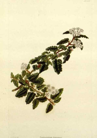 Reproducción/Reproduction 48782948788: The botanical cabinet. London :John & Arthur Arch ...,1817-1833.. 