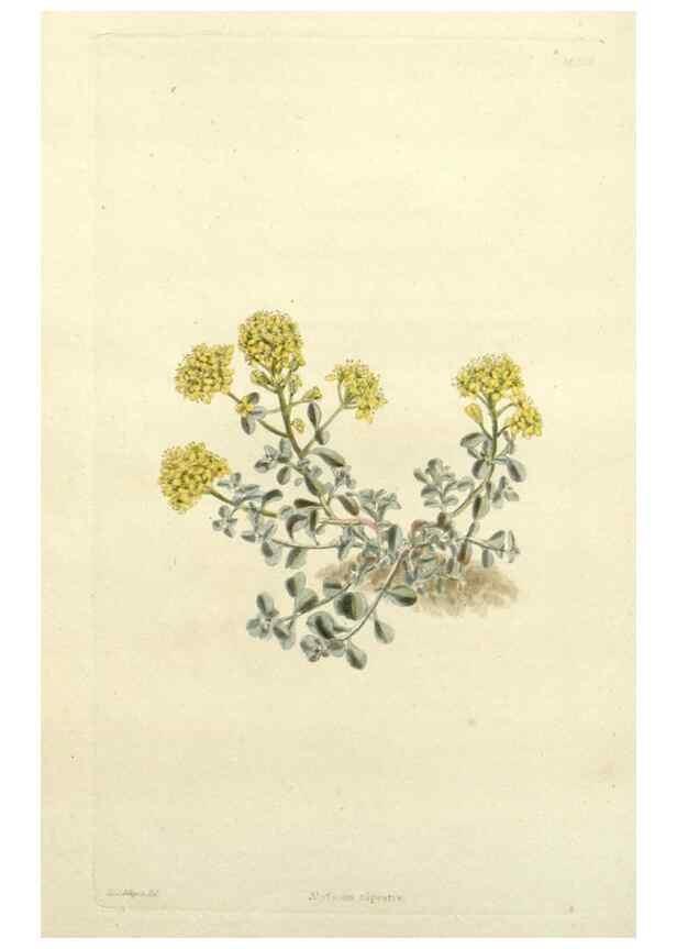 Reproducción/Reproduction 48783480597: The botanical cabinet. London :John & Arthur Arch ...,1817-1833.. 
