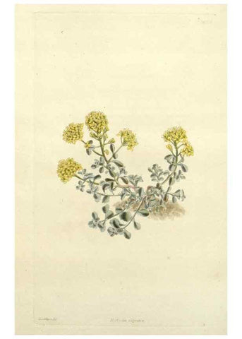 Reproducción/Reproduction 48783480597: The botanical cabinet. London :John & Arthur Arch ...,1817-1833.. 