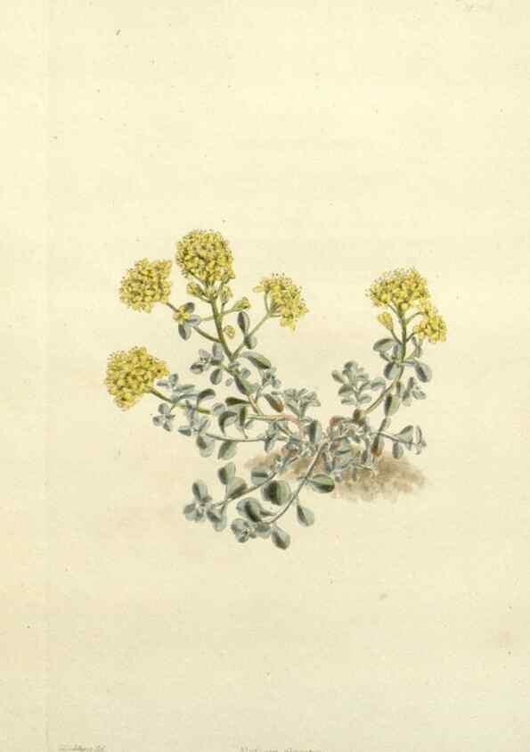 Reproducción/Reproduction 48783480597: The botanical cabinet. London :John & Arthur Arch ...,1817-1833.. 