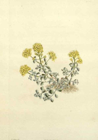 Reproducción/Reproduction 48783480597: The botanical cabinet. London :John & Arthur Arch ...,1817-1833.. 