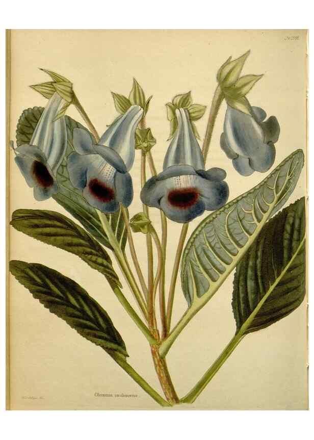 Reproducción/Reproduction 48783480997: The botanical cabinet. London :John & Arthur Arch ...,1817-1833.. 