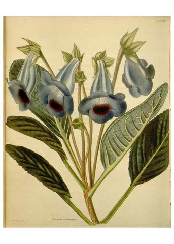 Reproducción/Reproduction 48783480997: The botanical cabinet. London :John & Arthur Arch ...,1817-1833.. 