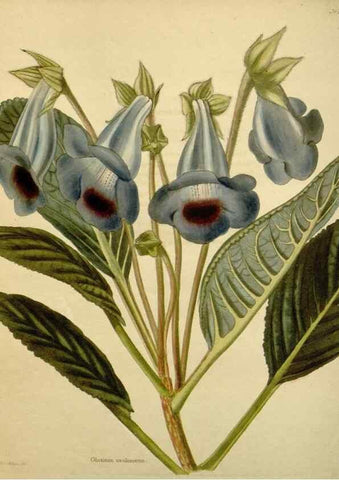 Reproducción/Reproduction 48783480997: The botanical cabinet. London :John & Arthur Arch ...,1817-1833.. 