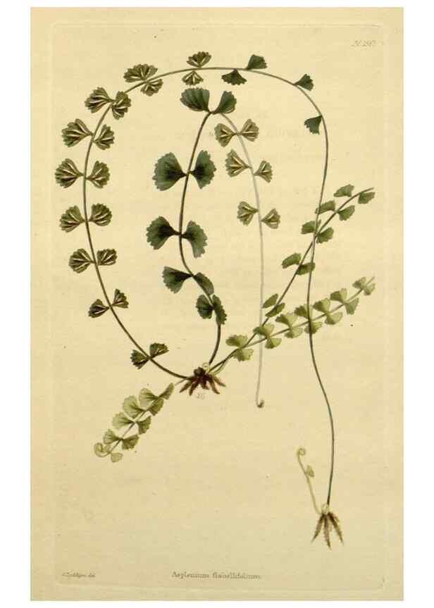 Reproducción/Reproduction 48783314916: The botanical cabinet. London :John & Arthur Arch ...,1817-1833.. 