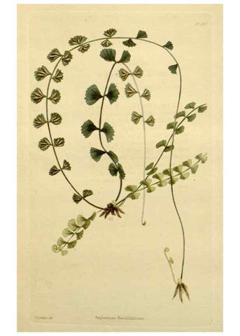 Reproducción/Reproduction 48783314916: The botanical cabinet. London :John & Arthur Arch ...,1817-1833.. 