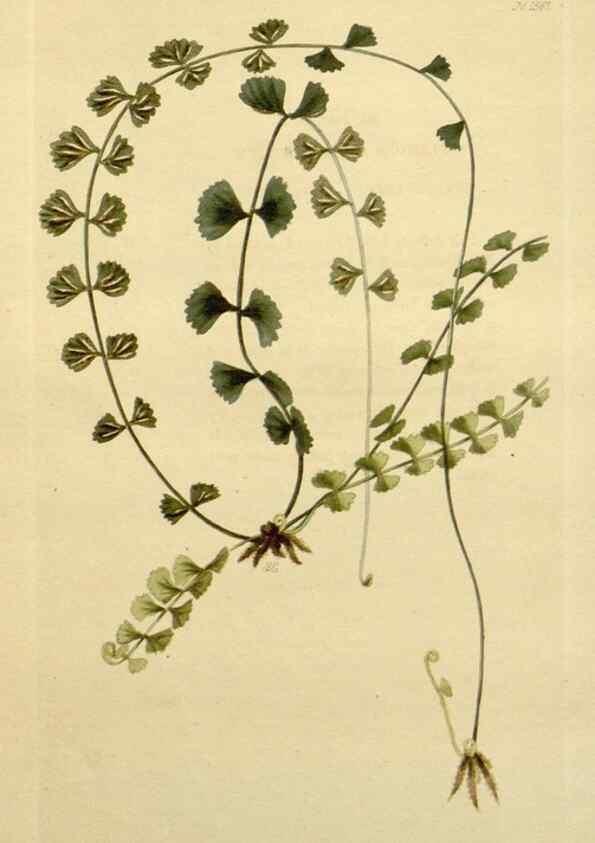 Reproducción/Reproduction 48783314916: The botanical cabinet. London :John & Arthur Arch ...,1817-1833.. 