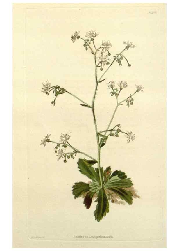 Reproducción/Reproduction 48782951348: The botanical cabinet. London :John & Arthur Arch ...,1817-1833.. 
