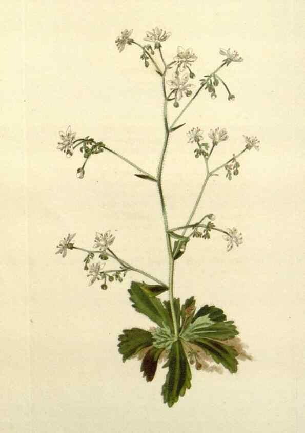 Reproducción/Reproduction 48782951348: The botanical cabinet. London :John & Arthur Arch ...,1817-1833.. 