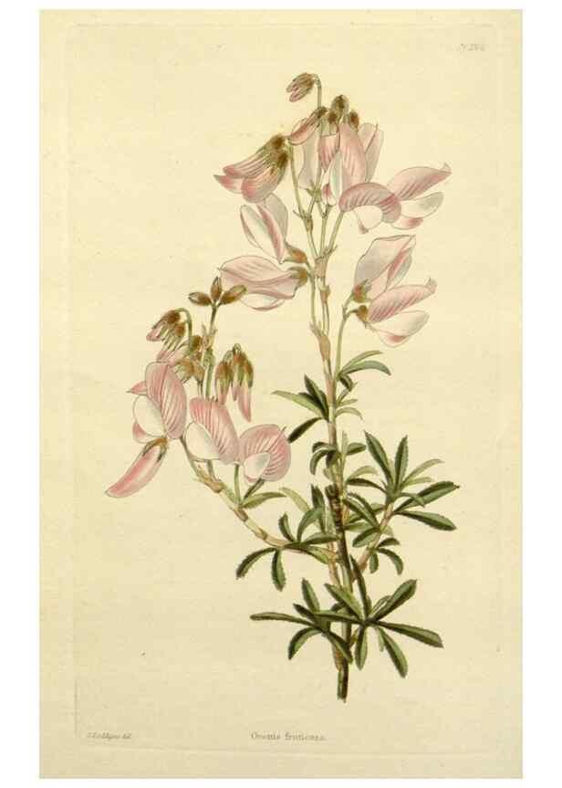 Reproducción/Reproduction 48783316796: The botanical cabinet. London :John & Arthur Arch ...,1817-1833.. 