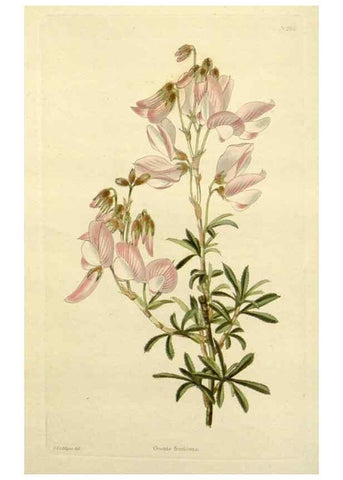 Reproducción/Reproduction 48783316796: The botanical cabinet. London :John & Arthur Arch ...,1817-1833.. 