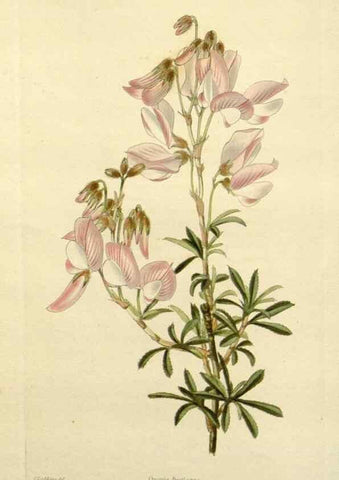 Reproducción/Reproduction 48783316796: The botanical cabinet. London :John & Arthur Arch ...,1817-1833.. 