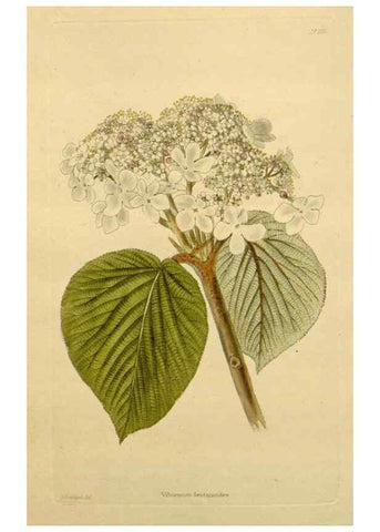 Reproducción/Reproduction 48782952513: The botanical cabinet. London :John & Arthur Arch ...,1817-1833.. 