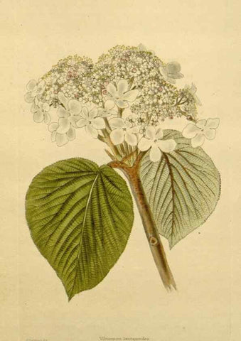 Reproducción/Reproduction 48782952513: The botanical cabinet. London :John & Arthur Arch ...,1817-1833.. 