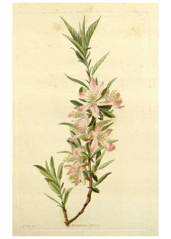 Reproducción/Reproduction 48783503057: The botanical cabinet. London :John & Arthur Arch ...,1817-1833.. 