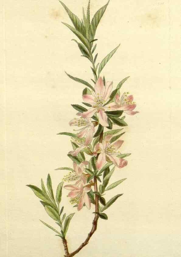 Reproducción/Reproduction 48783503057: The botanical cabinet. London :John & Arthur Arch ...,1817-1833.. 
