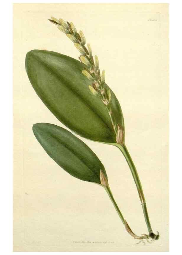 Reproducción/Reproduction 48783484302: The botanical cabinet. London :John & Arthur Arch ...,1817-1833.. 