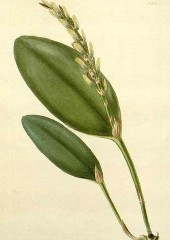 Reproducción/Reproduction 48783484302: The botanical cabinet. London :John & Arthur Arch ...,1817-1833.. 
