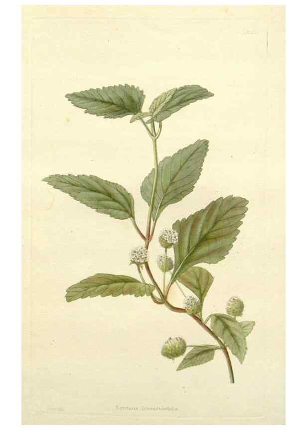 Reproducción/Reproduction 48783319221: The botanical cabinet. London :John & Arthur Arch ...,1817-1833.. 