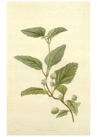 Reproducción/Reproduction 48783319221: The botanical cabinet. London :John & Arthur Arch ...,1817-1833.. 