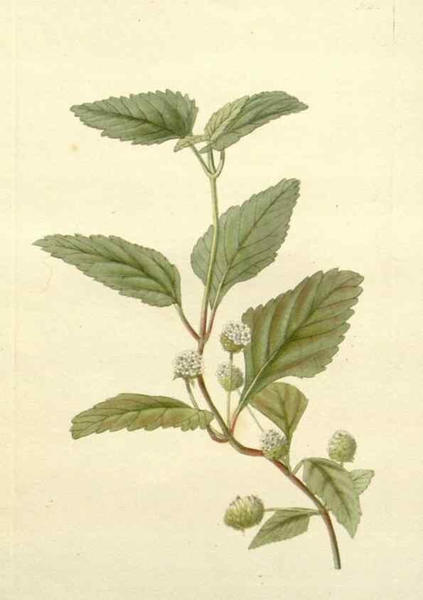 Reproducción/Reproduction 48783319221: The botanical cabinet. London :John & Arthur Arch ...,1817-1833.. 