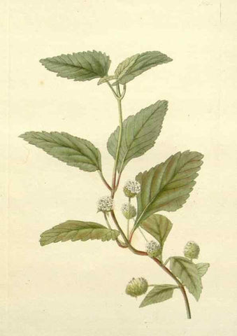 Reproducción/Reproduction 48783319221: The botanical cabinet. London :John & Arthur Arch ...,1817-1833.. 