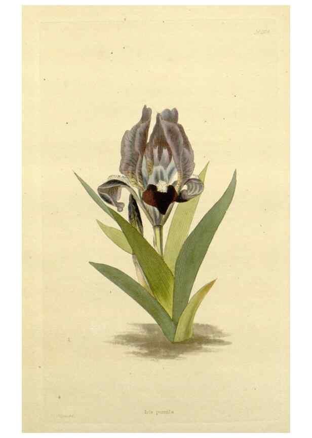 Reproducción/Reproduction 48782955088: The botanical cabinet. London :John & Arthur Arch ...,1817-1833.. 