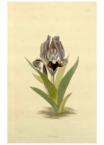 Reproducción/Reproduction 48782955088: The botanical cabinet. London :John & Arthur Arch ...,1817-1833.. 